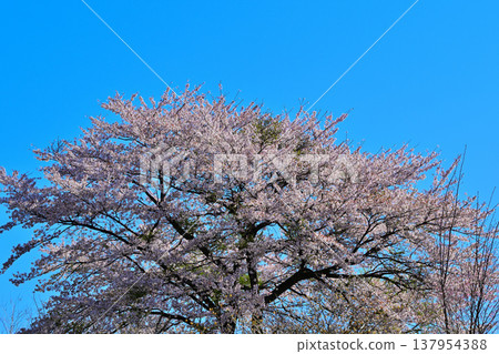 Cherry blossoms, Akaya-shio Hill, foot of Mt. Akagi, Maebashi City, Gunma Prefecture 137954388