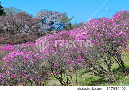 Akaya-shio rhododendrons in full bloom at the foot of Mt. Akagi, Maebashi City, Gunma Prefecture 137954402