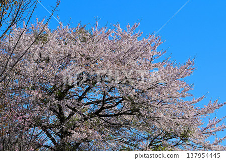 群馬縣前橋市赤城山腳下的赤谷鹽山，櫻花盛開。 137954445