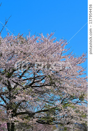 Cherry blossoms in full bloom at Akaya-shio Hill, at the foot of Mt. Akagi, Maebashi City, Gunma Prefecture. Cherry blossoms in full bloom at Akaya-shio Hill, at the foot of Mt. Akagi, Maebashi City, Gunma Prefecture. 137954456