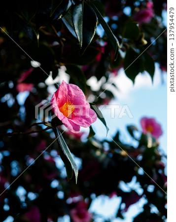 一張山茶花濕潤的照片。 一張山茶花濕潤的照片。 137954479