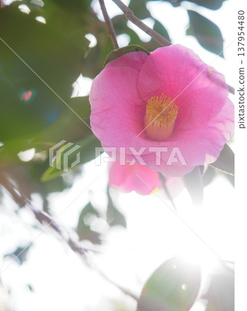 A soft, gentle photograph of a camellia flower. 137954480