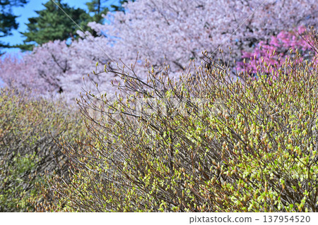 Cherry blossoms, Enkianthus perulatus, and Rhododendron pentaphyllum: Akagi foothills, Maebashi City, Gunma Prefecture Cherry blossoms, Enkianthus perulatus, and Rhododendron pentaphyllum: Akagi foothills, Maebashi City, Gunma Prefecture 137954520