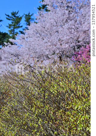 Cherry blossoms, Enkianthus perulatus, and Rhododendron pentaphyllum: Akagi foothills, Maebashi City, Gunma Prefecture Cherry blossoms, Enkianthus perulatus, and Rhododendron pentaphyllum: Akagi foothills, Maebashi City, Gunma Prefecture 137954521