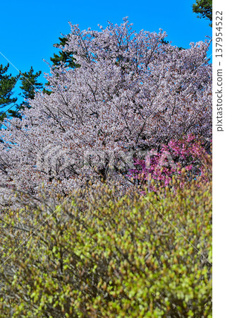 Cherry blossoms, Enkianthus perulatus, and Rhododendron pentaphyllum: Akagi foothills, Maebashi City, Gunma Prefecture 137954522