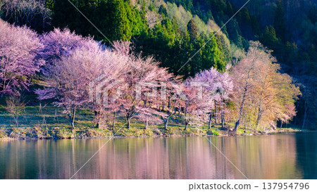 Yoh Yamazakura of Lake Nakanishi Yoh Yamazakura of Lake Nakanishi 137954796