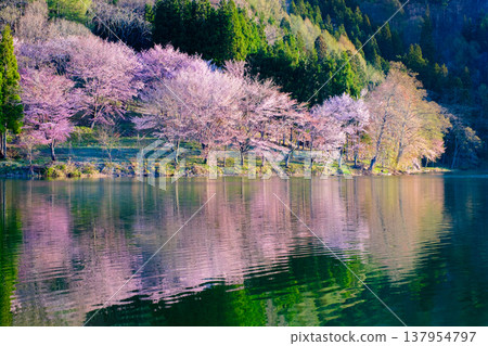 Nakanishi湖的Yoh Yamazakura Nakanishi湖的Yoh Yamazakura 137954797