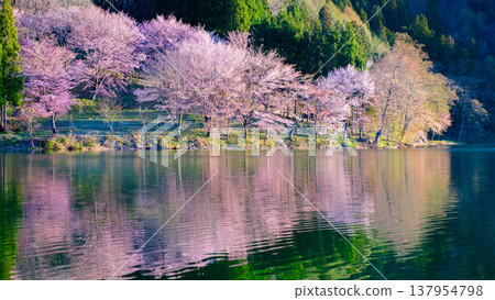 Nakanishi湖的Yoh Yamazakura Nakanishi湖的Yoh Yamazakura 137954798