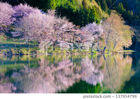 Nakanishi湖的Yoh Yamazakura Nakanishi湖的Yoh Yamazakura 137954799