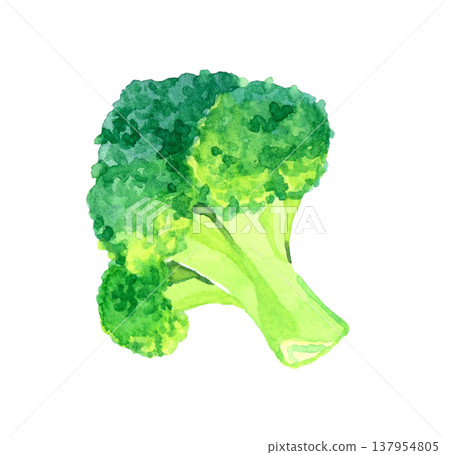 切好的西蘭花 - 手繪水彩蔬菜插圖 切好的西蘭花 - 手繪水彩蔬菜插圖 137954805