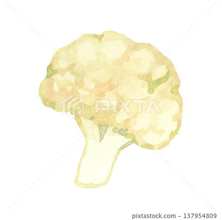 切好的白色花椰菜 - 手繪水彩蔬菜插圖。 137954809