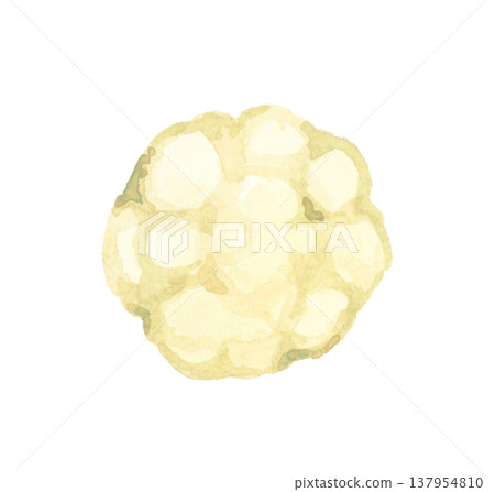 Cut white cauliflower - hand-drawn watercolor illustration of a vegetable. 137954810