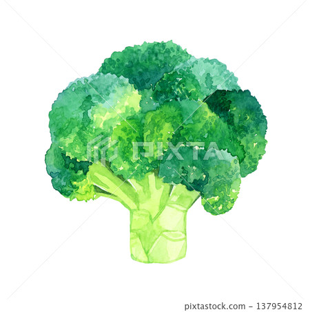 綠花椰菜（單件）－手繪水彩蔬菜插圖 137954812