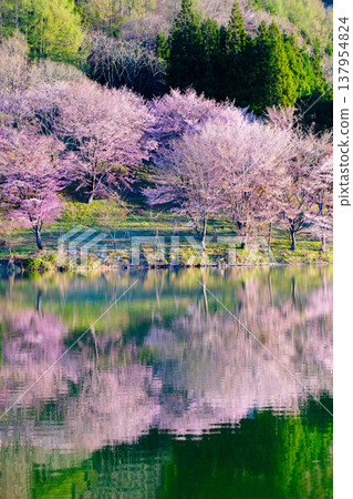 Nakanishi湖的Yoh Yamazakura Nakanishi湖的Yoh Yamazakura 137954824