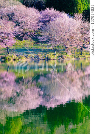 Nakanishi湖的Yoh Yamazakura Nakanishi湖的Yoh Yamazakura 137954825