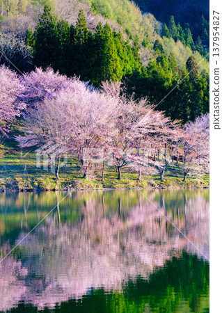 Nakanishi湖的Yoh Yamazakura Nakanishi湖的Yoh Yamazakura 137954827