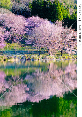 Nakanishi湖的Yoh Yamazakura Nakanishi湖的Yoh Yamazakura 137954830