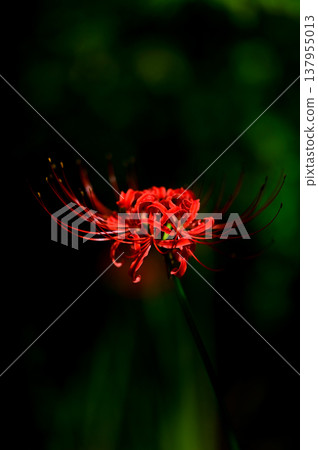 庫博諾蜘蛛百合群落中盛開的紅蜘蛛百合 137955013