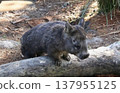 Wombat  137955125