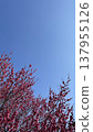 Pink flowers that shine in the blue sky 137955126