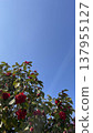 A flower shining in the blue sky 137955127