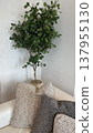 room with natural interior 137955130