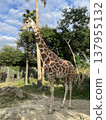 Giraffe  137955132