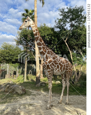 Giraffe Giraffe 137955132