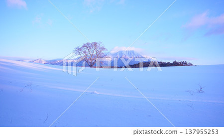 Mount Iwate towering over the snow-covered plains and the single cherry tree at Koiwai Farm. Mount Iwate towering over the snow-covered plains and the single cherry tree at Koiwai Farm. 137955253