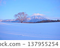 Mount Iwate towering over the snow-covered plains and the single cherry tree at Koiwai Farm. 137955254