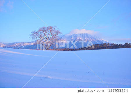 Mount Iwate towering over the snow-covered plains and the single cherry tree at Koiwai Farm. Mount Iwate towering over the snow-covered plains and the single cherry tree at Koiwai Farm. 137955254