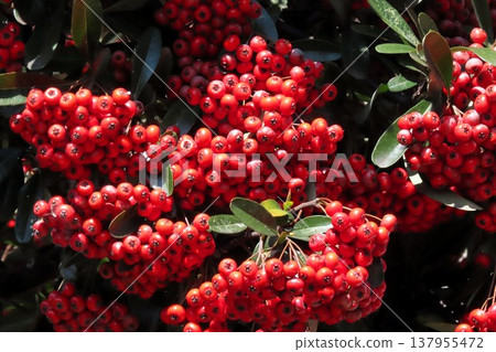 樹莓:火棘紅莓:果實:我花園裡的樹 樹莓:火棘紅莓:果實:我花園裡的樹 137955472