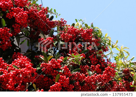 Tree berries: Pyracantha red berries: Fruit: Trees in my garden Tree berries: Pyracantha red berries: Fruit: Trees in my garden 137955473