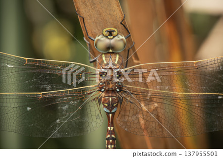 Blue-spotted hawker dragonfly 137955501