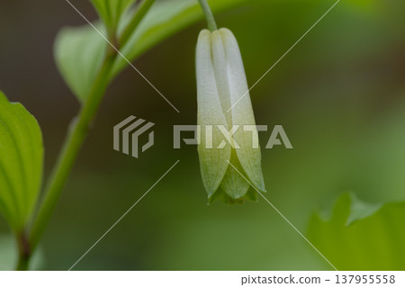 Disporum sessile blooming in the spring forest 137955558