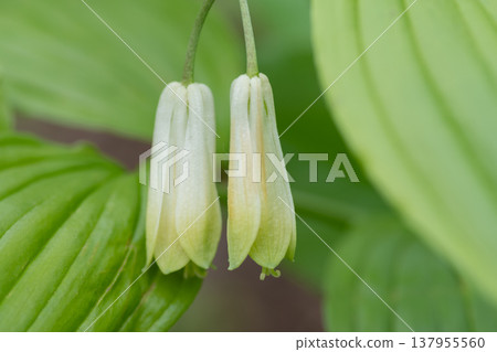 Disporum sessile blooming in the spring forest Disporum sessile blooming in the spring forest 137955560