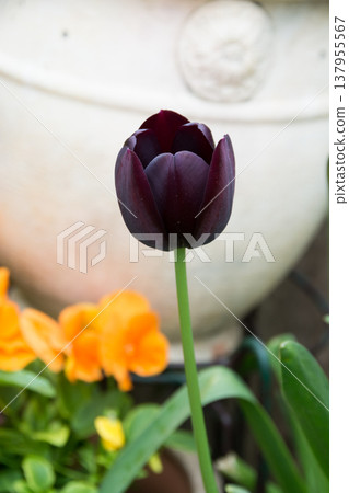 Black tulips blooming in the spring garden Black tulips blooming in the spring garden 137955567