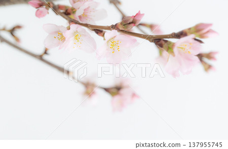 盛開的櫻花映襯著白色背景,呈現出柔和的粉紅色調。 盛開的櫻花映襯著白色背景,呈現出柔和的粉紅色調。 137955745