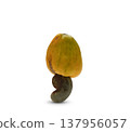 Fresh cashew fruits 137956057