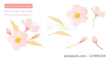 水彩櫻花矢量插圖集 水彩櫻花矢量插圖集 137956104