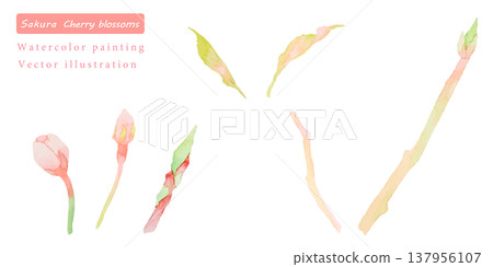A set of vector illustrations of cherry blossom branches painted in watercolor. A set of vector illustrations of cherry blossom branches painted in watercolor. 137956107