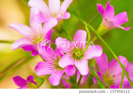 Close up of purple oxalis flower 137956112