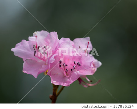 Beautiful red rhododendrons blooming in the deep mountains 137956124