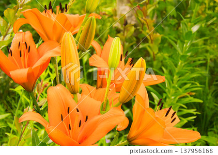 The orange lily flower The orange lily flower 137956168