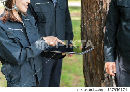 Forest maintenance workers (arborists) who survey, inspect, check, maintain, and conserve trees in forests. Forest maintenance workers (arborists) who survey, inspect, check, maintain, and conserve trees in forests. 137956174