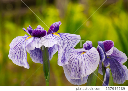 A close-up of a typical purple iris flower. A close-up of a typical purple iris flower. 137956289