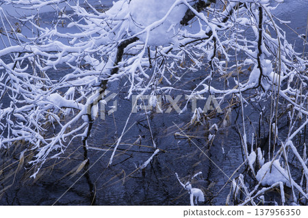 在樹枝的雪 在樹枝的雪 137956350