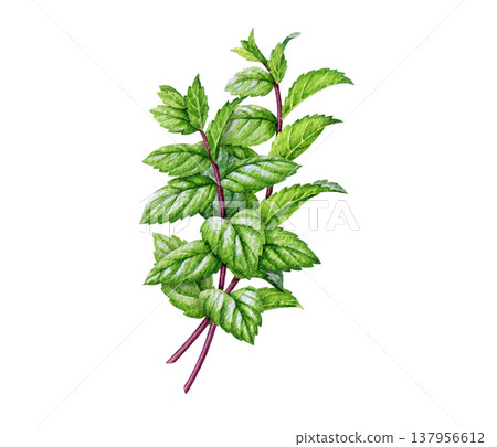 Fresh mint herb stems isolated. Hand drawn peppermint plant with leaves botanical watercolor illustration perfect for herbal, food, tea, aromatherapy, natural cosmetics and packaging design 137956612