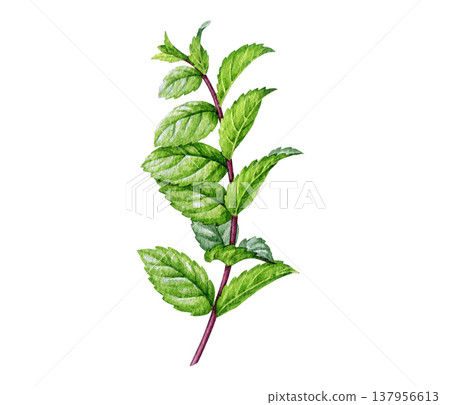 Fresh mint herb on white background. Hand drawn peppermint plant stem with leaves botanical watercolor illustration perfect for herbal, food, tea, aromatherapy, natural cosmetics and packaging design 137956613