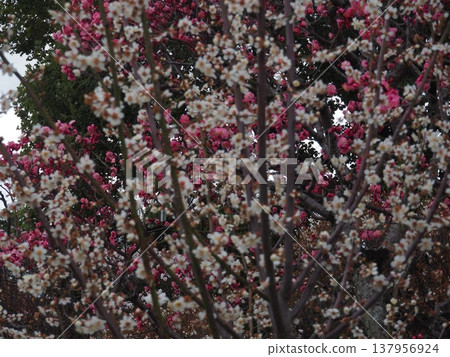 服部綠地公園的梅樹林 137956924